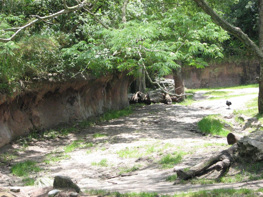 Black Rhinoceros Exhibit