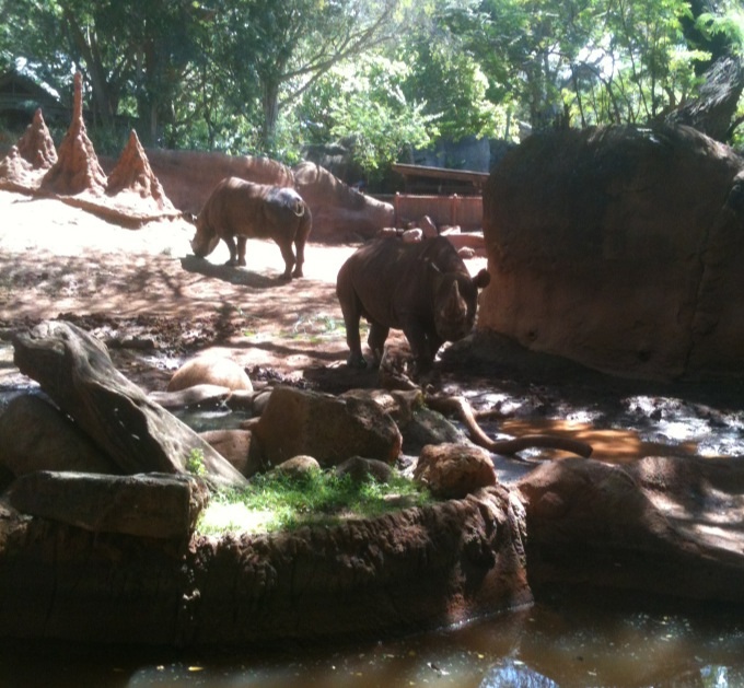 Black Rhinoceros Exhibit