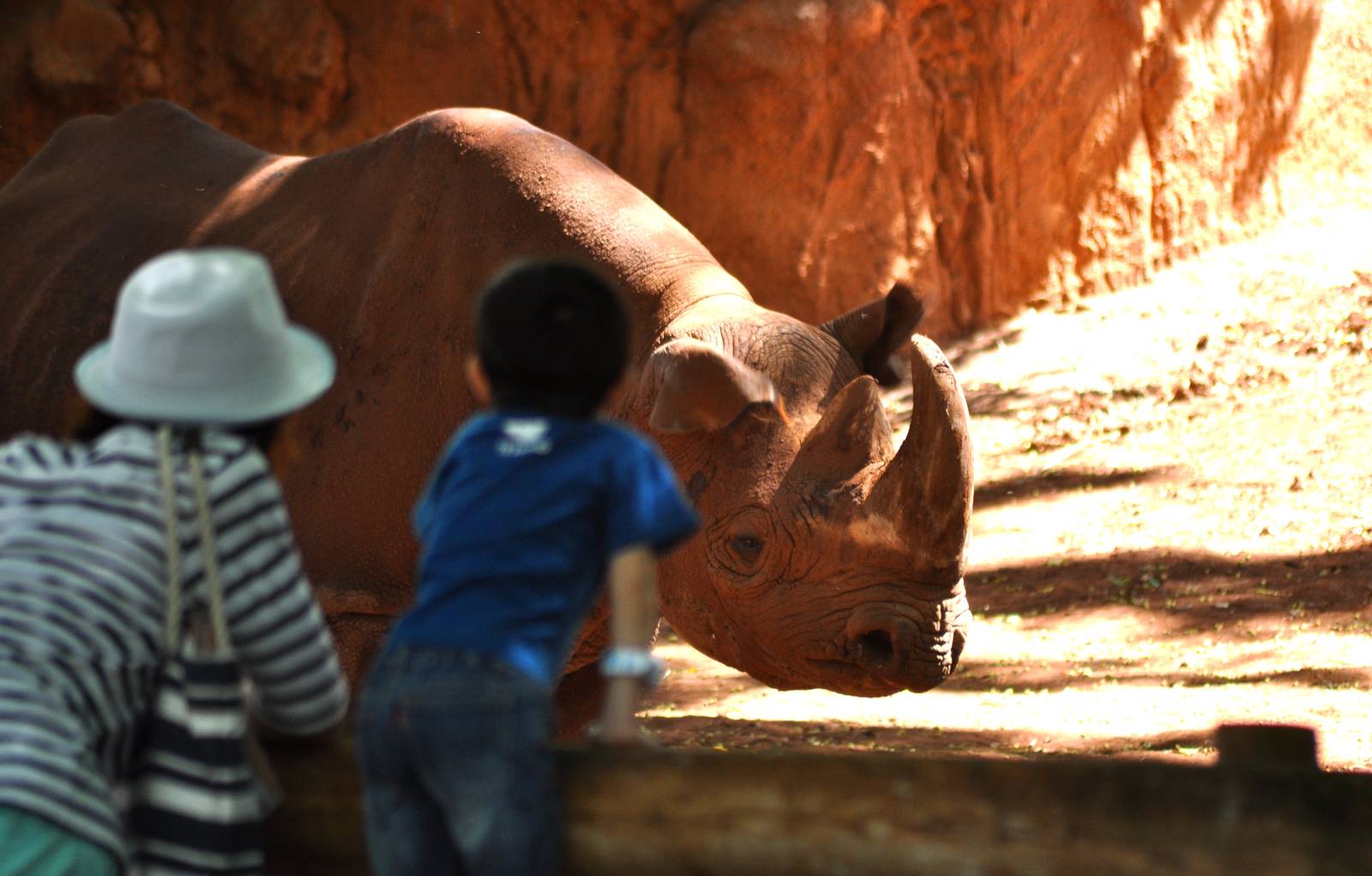 Black Rhinoceros Exhibit