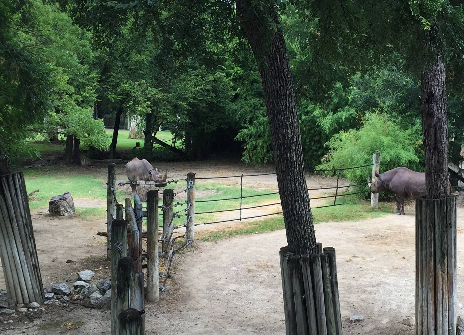 Black Rhinoceros Exhibit