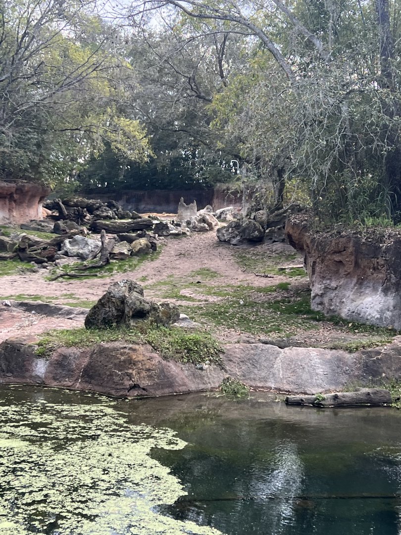 Black Rhinoceros Exhibit