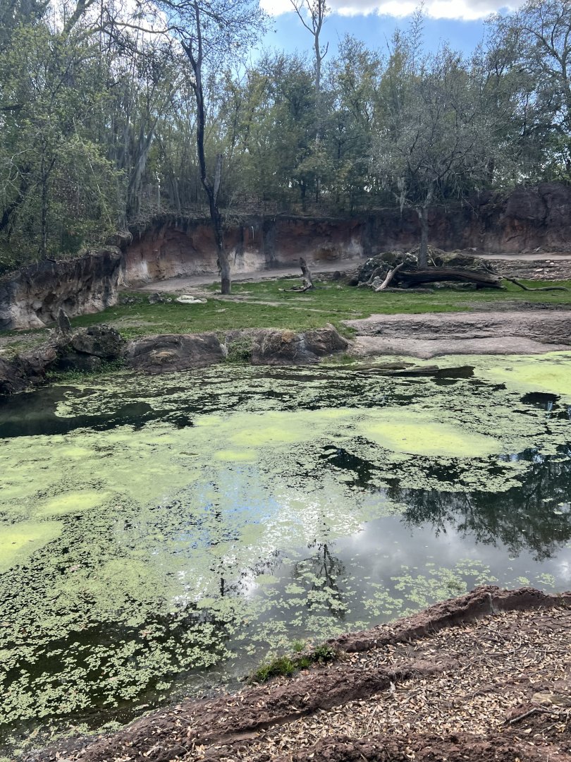 Black Rhinoceros Exhibit