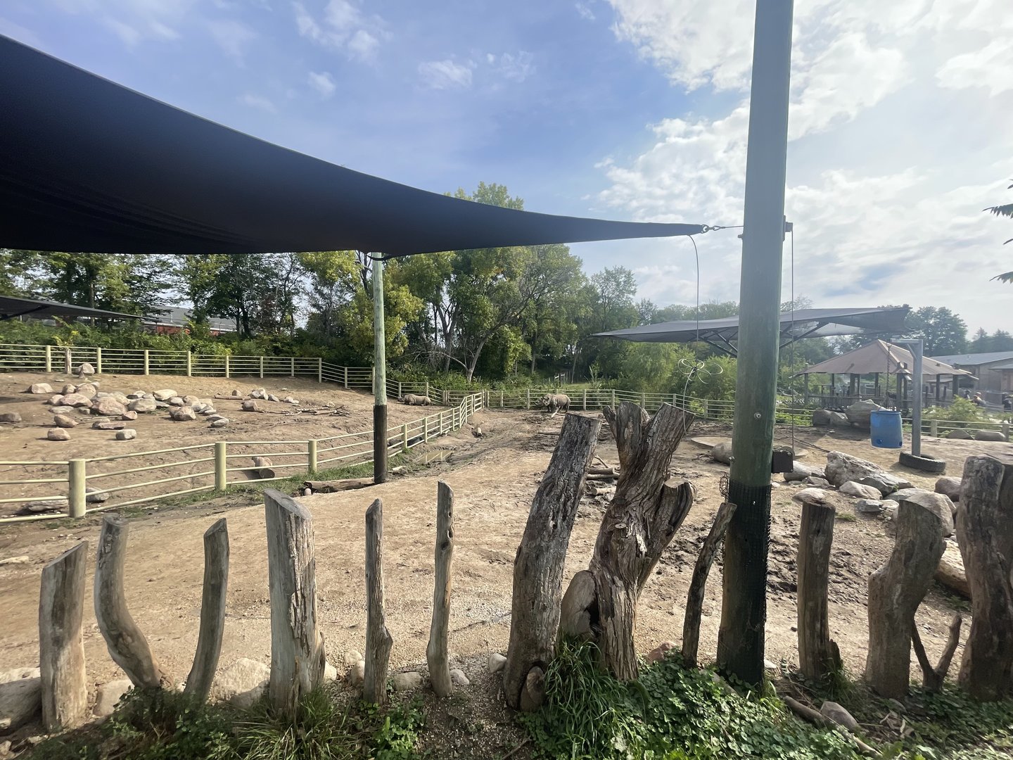 Black Rhinoceros Exhibits