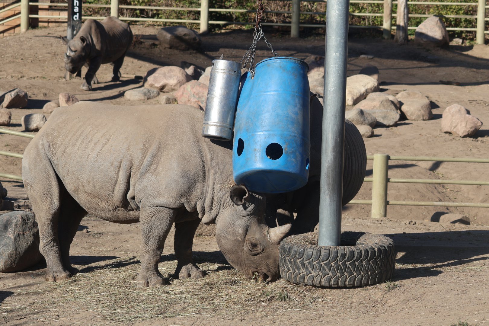 Black Rhinoceros Facility