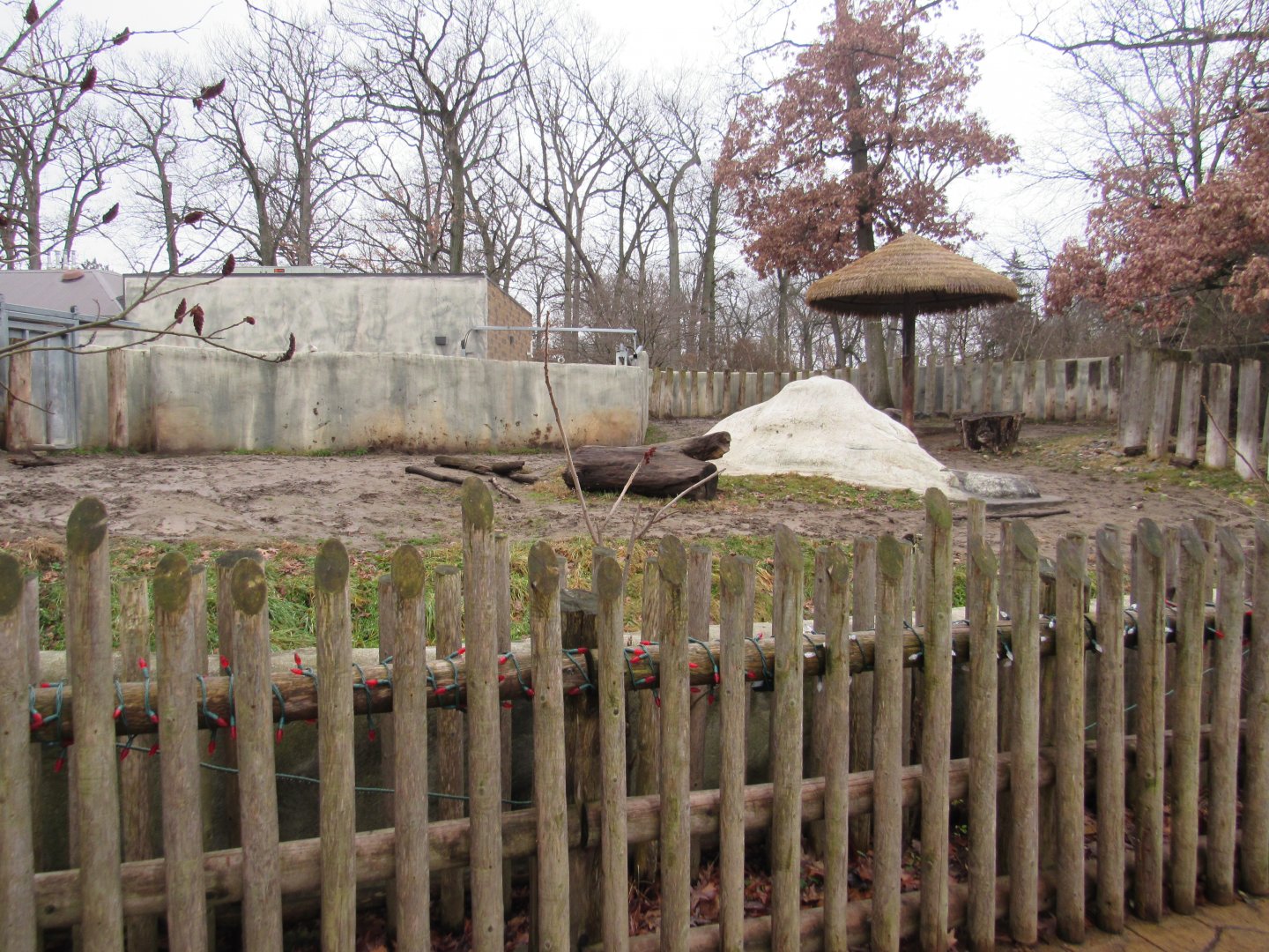 Black Rhinoceros - First Yard