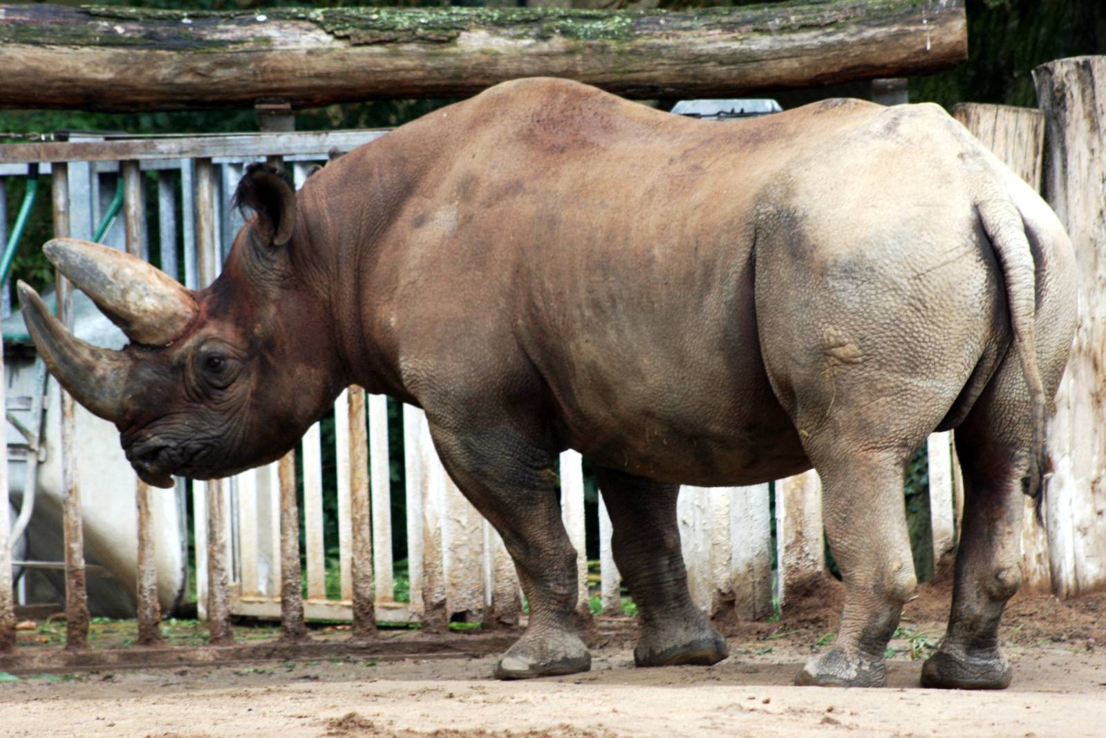 Black rhinoceros; Frankfurt; 9th September 2010