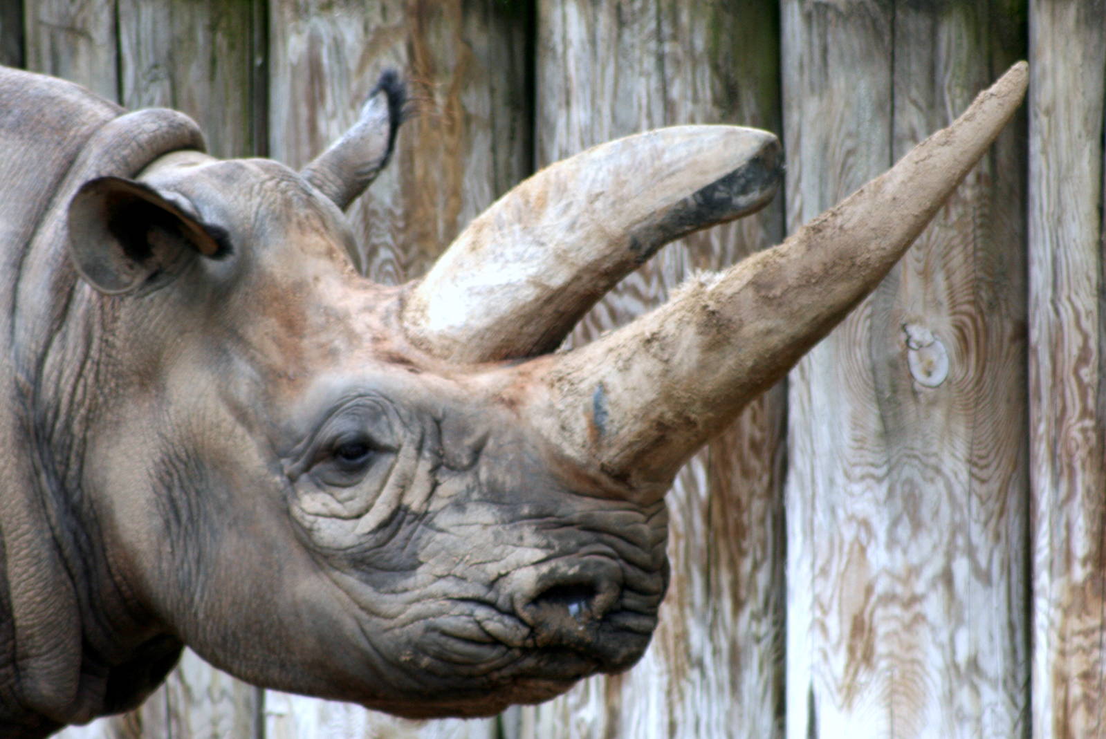 Black rhinoceros; Frankfurt; 9th September 2010