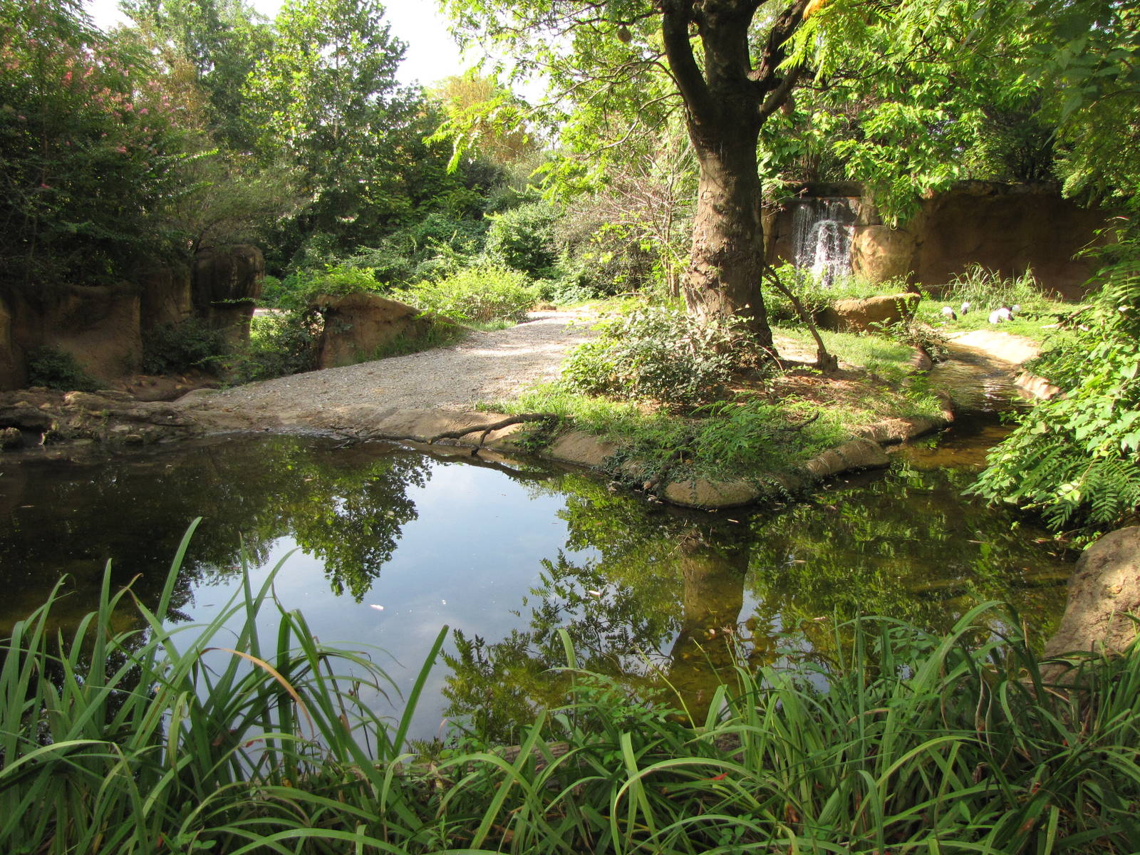 Black Rhinoceros Habitat