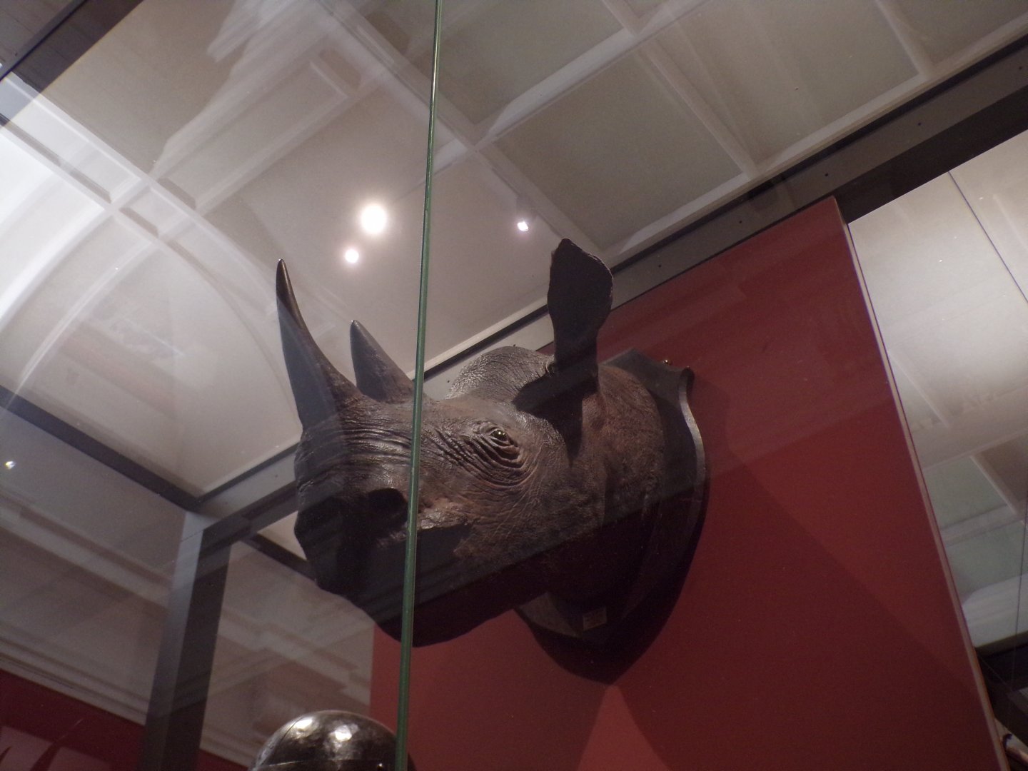 Black rhinoceros head (taken at Kelvingrove museum) 12.2.24