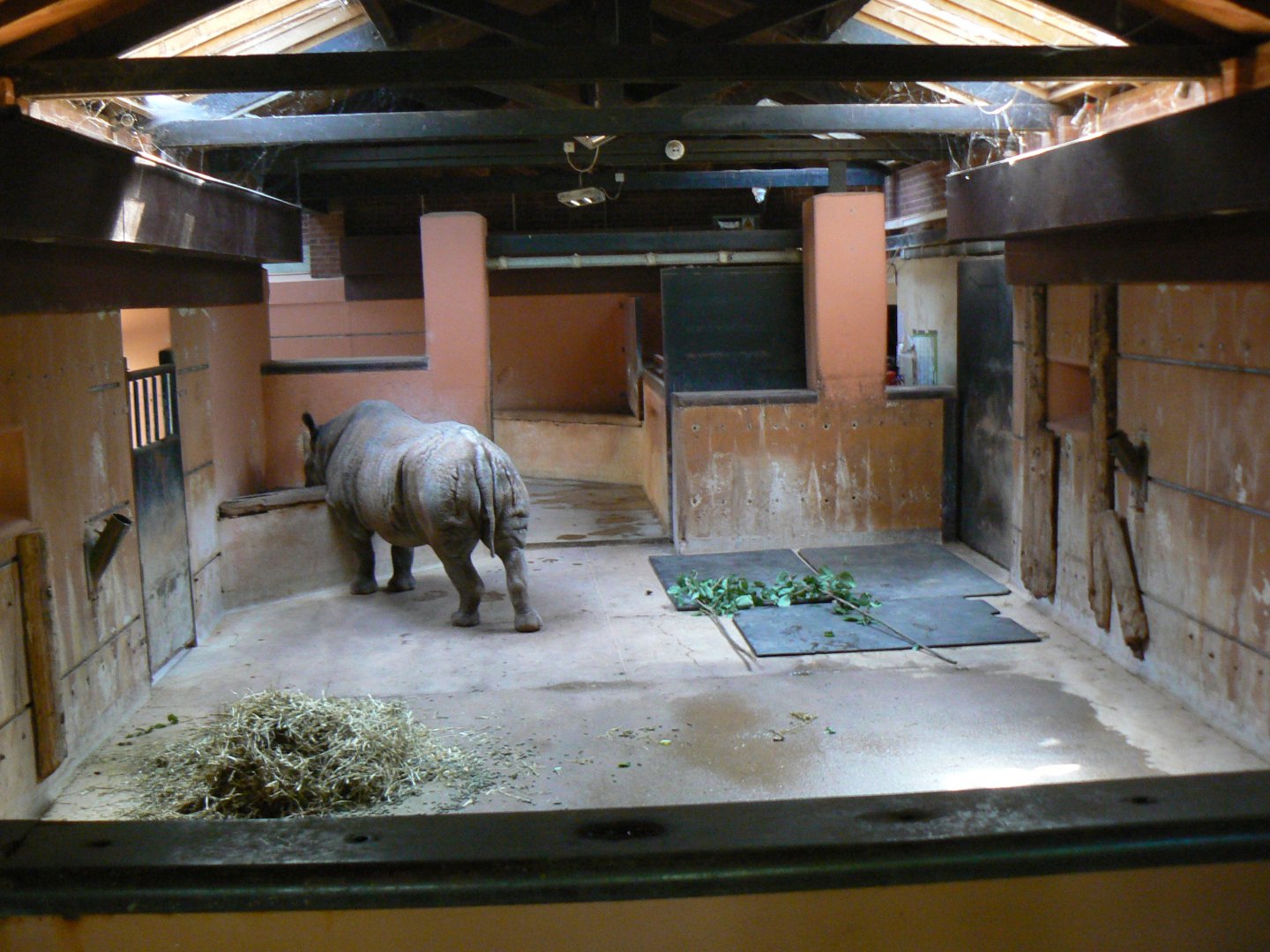 Black Rhinoceros house - 6 July 2018