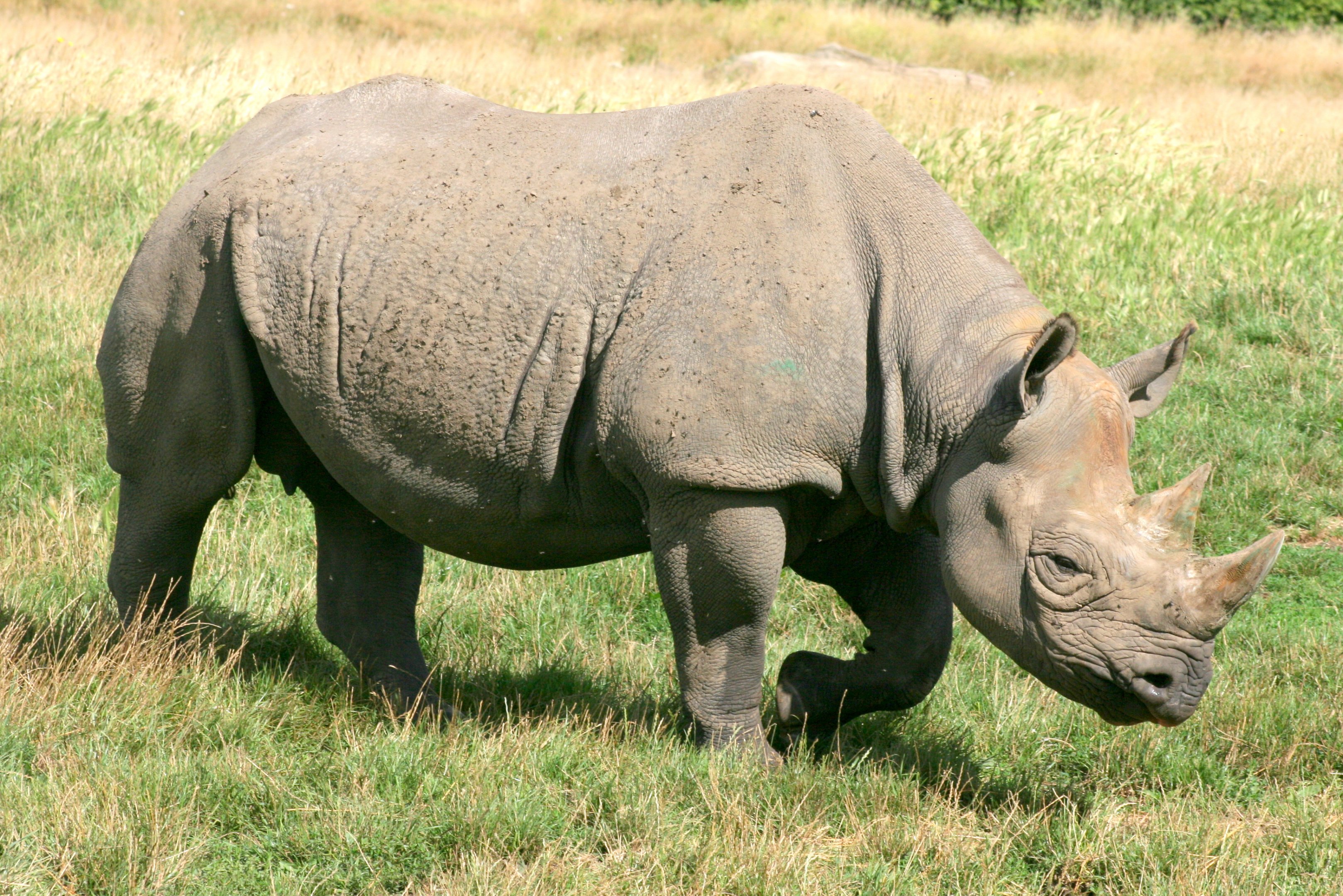 Black rhinoceros; Howletts; 30th July 2017