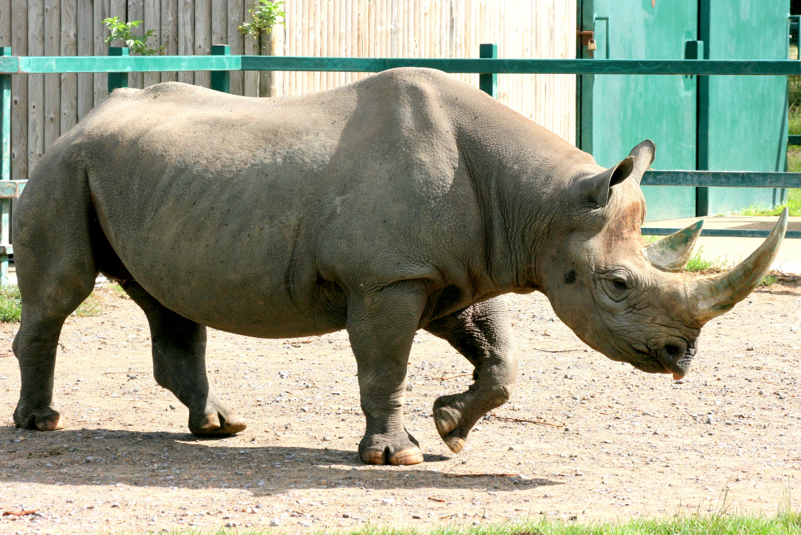 Black rhinoceros; Howletts; 30th July 2017