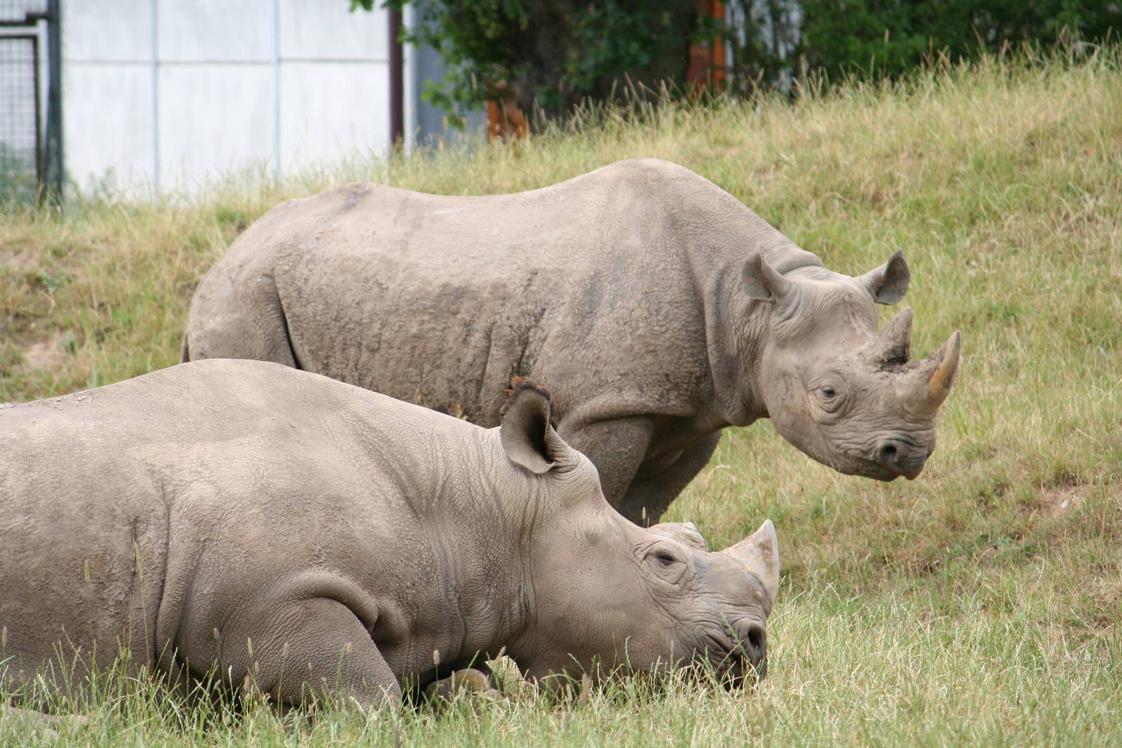 Black rhinoceros (ID?)
