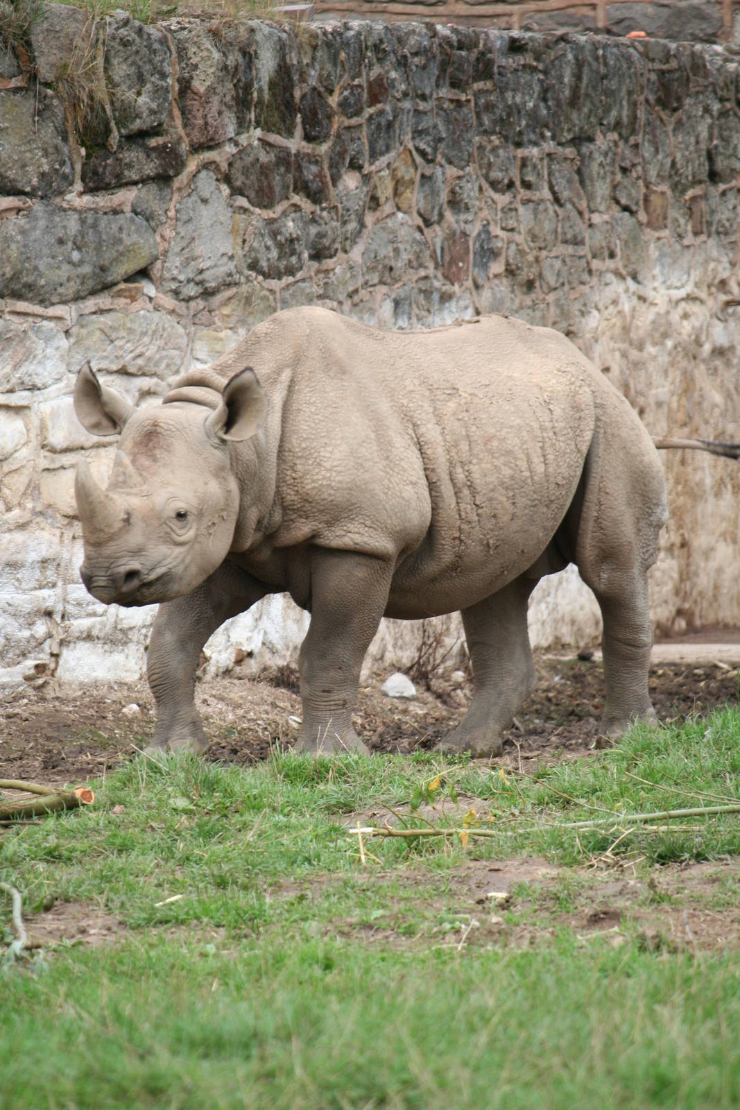 Black rhinoceros (ID?)