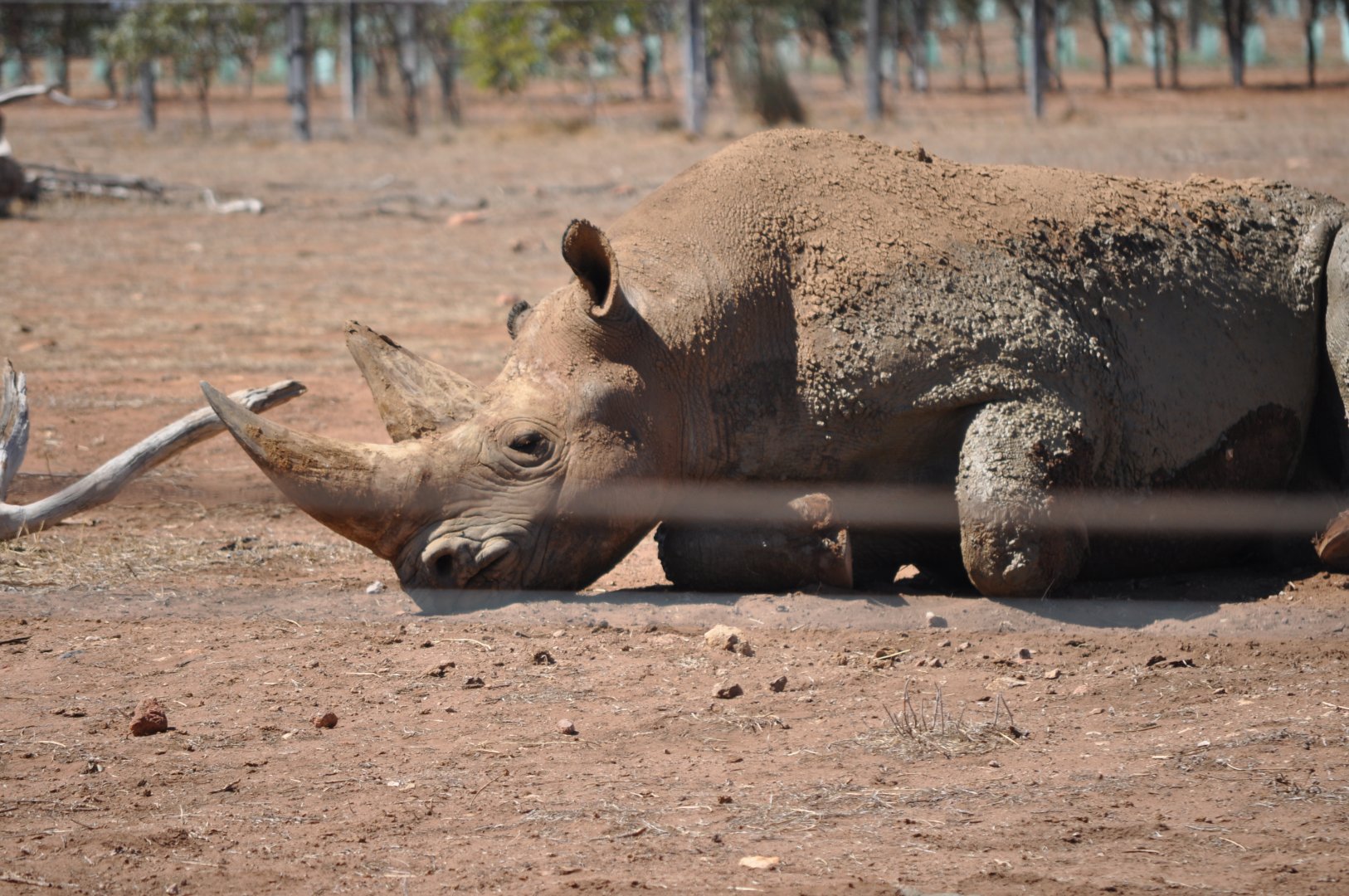 Black Rhinoceros 'Iduna'