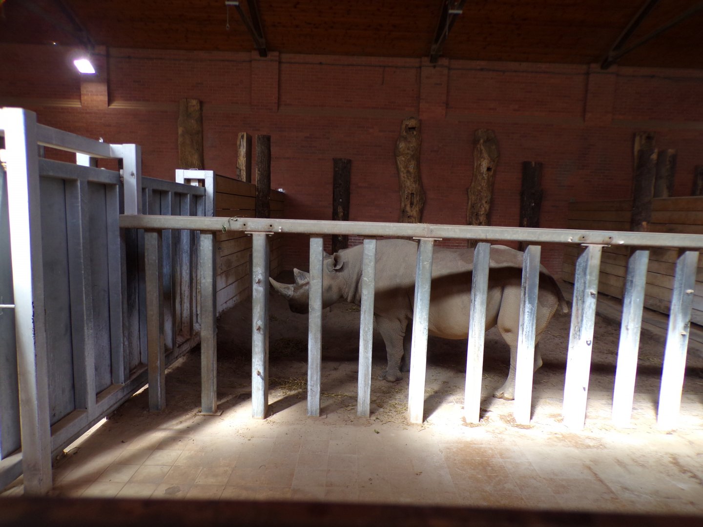 Black rhinoceros in house 7.7.24