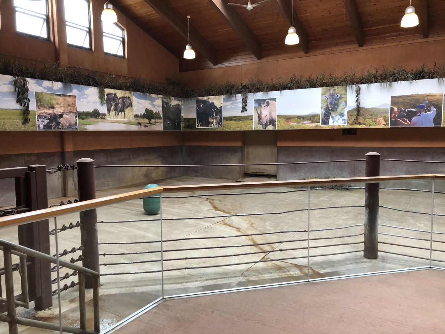 Black Rhinoceros indoor exhibit