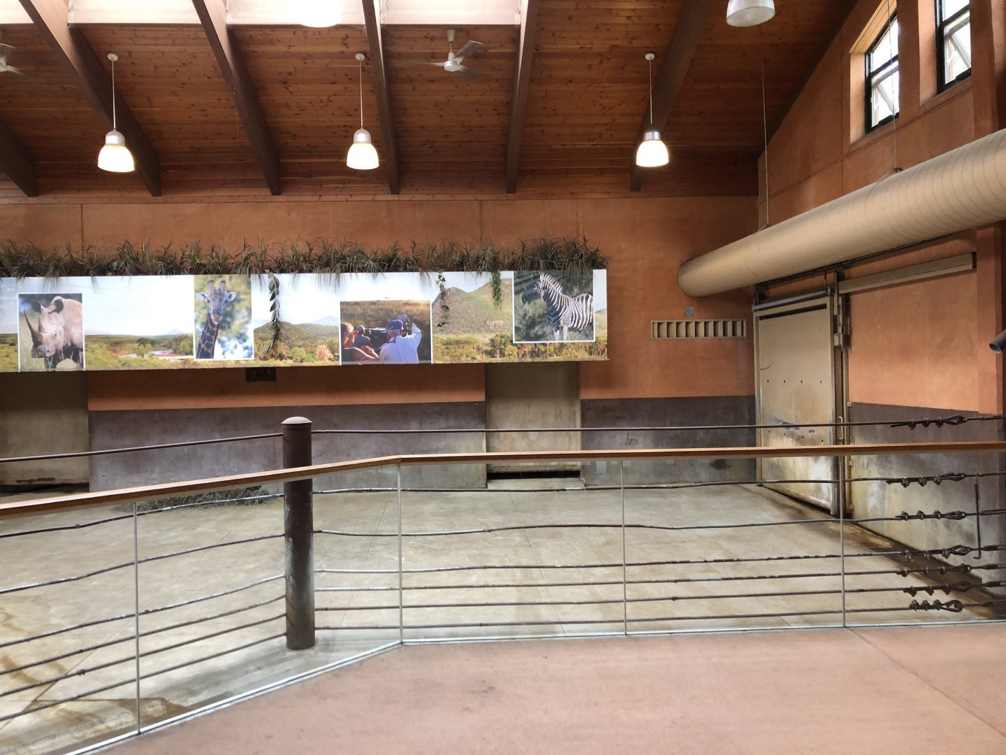 Black Rhinoceros indoor exhibit