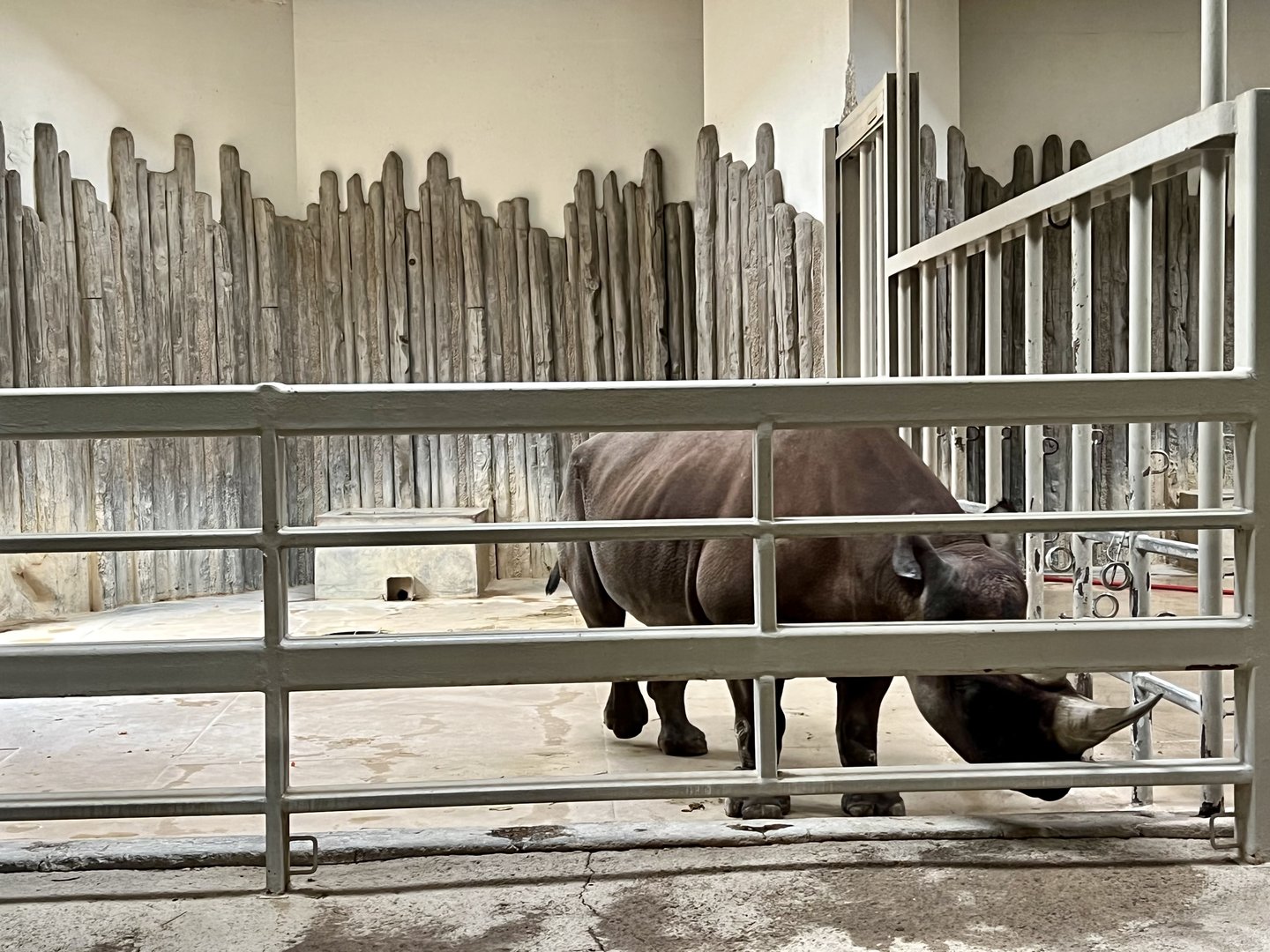 Black Rhinoceros indoor stall