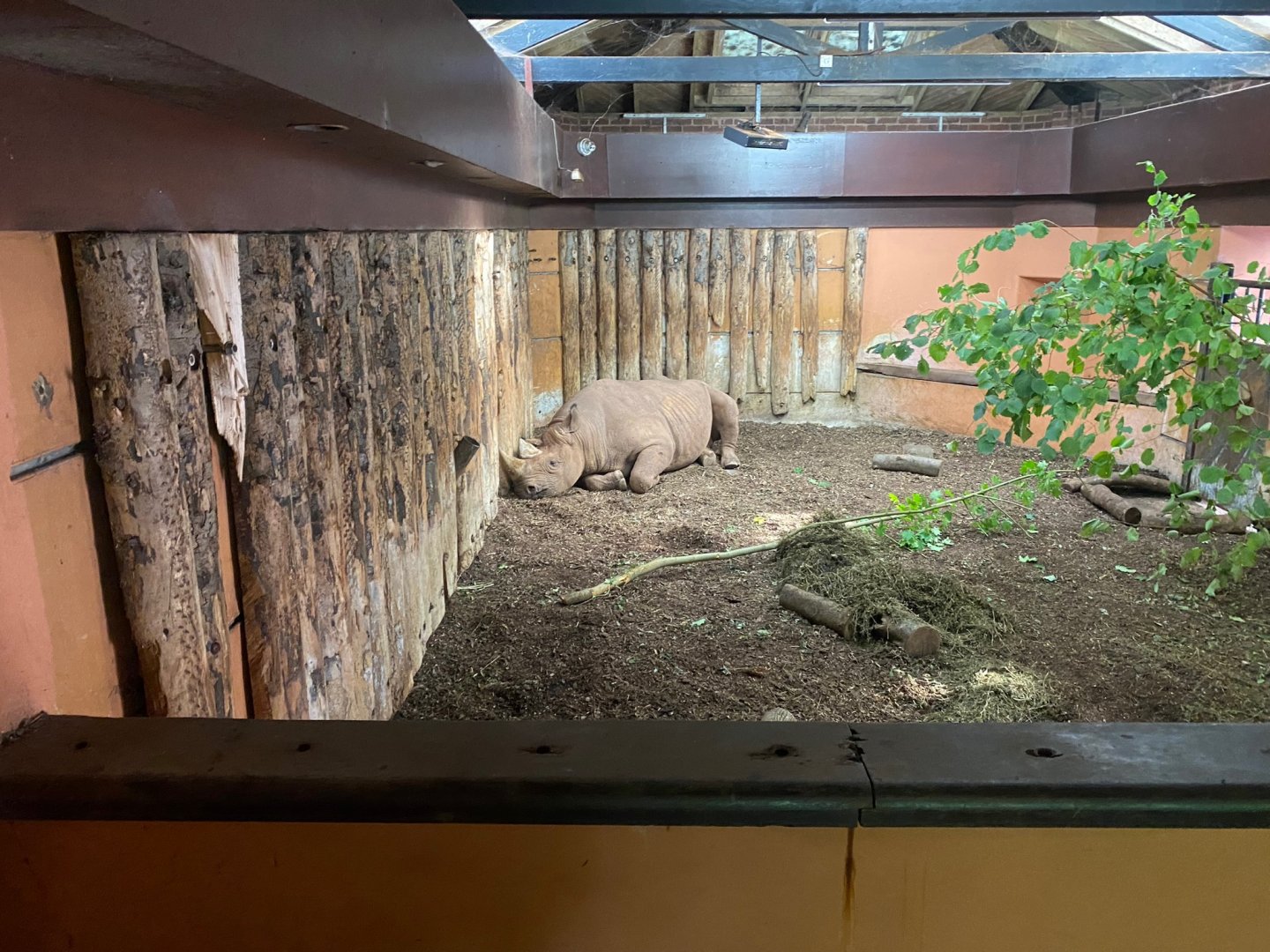 Black rhinoceros indoors 290923