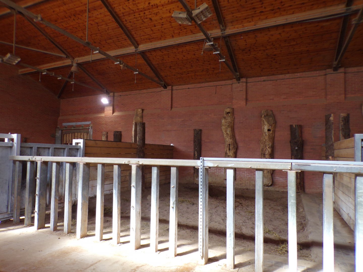 Black rhinoceros indoors 7.7.24