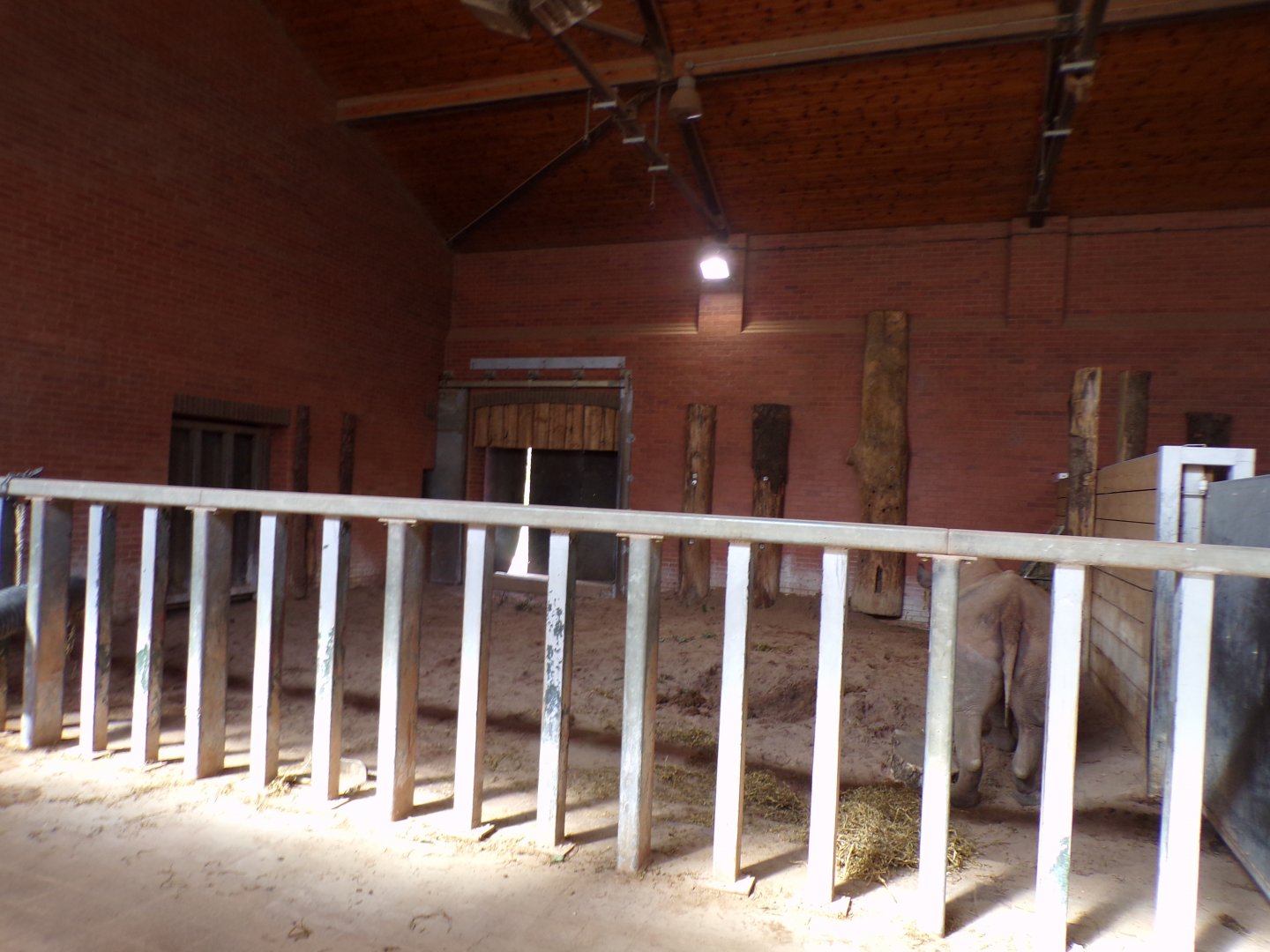 Black rhinoceros indoors 7.7.24