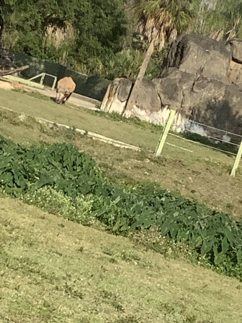 Black Rhinoceros Jody 3/21/24