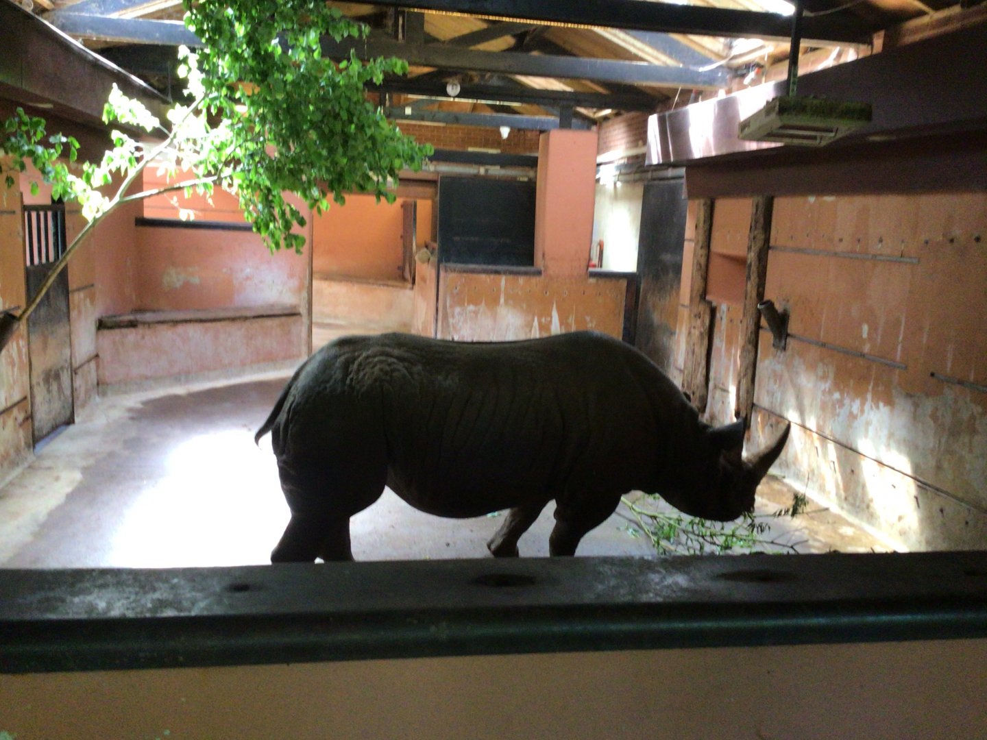 Black Rhinoceros June 15th 2021