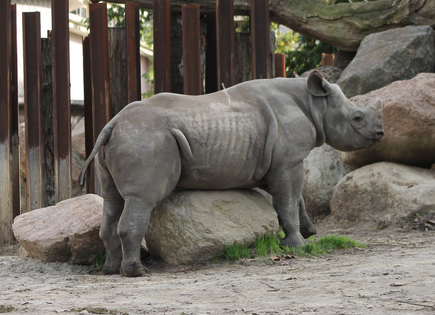 Black rhinoceros - juvenile