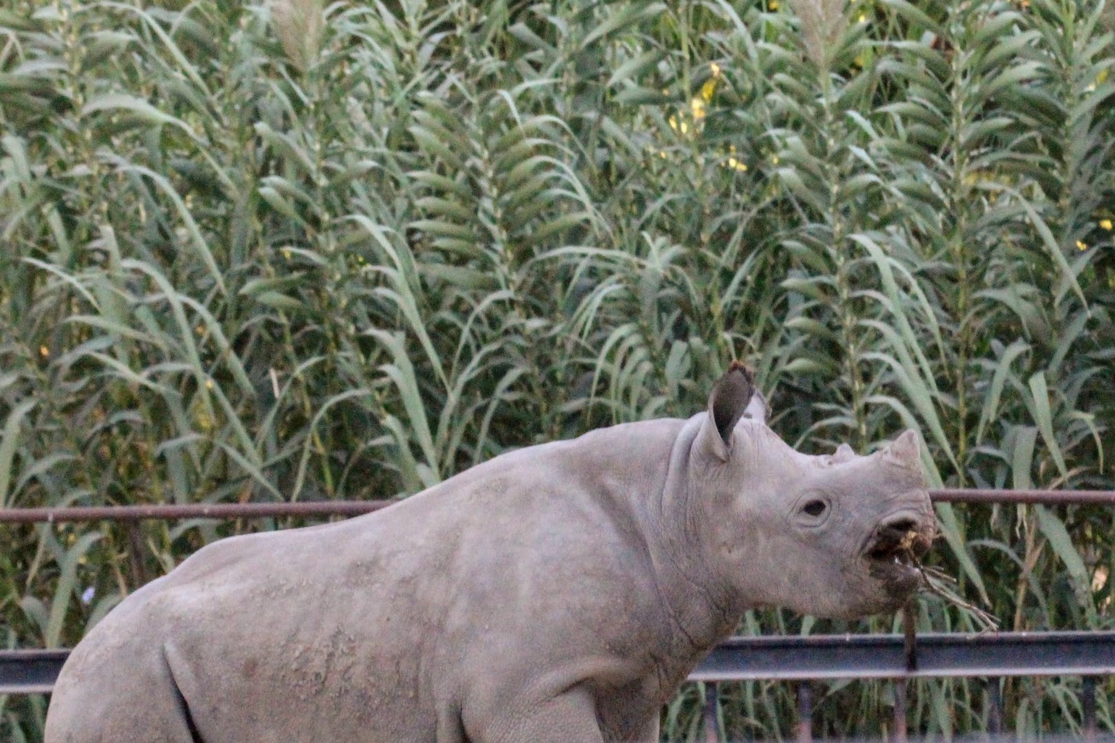Black Rhinoceros juvenile