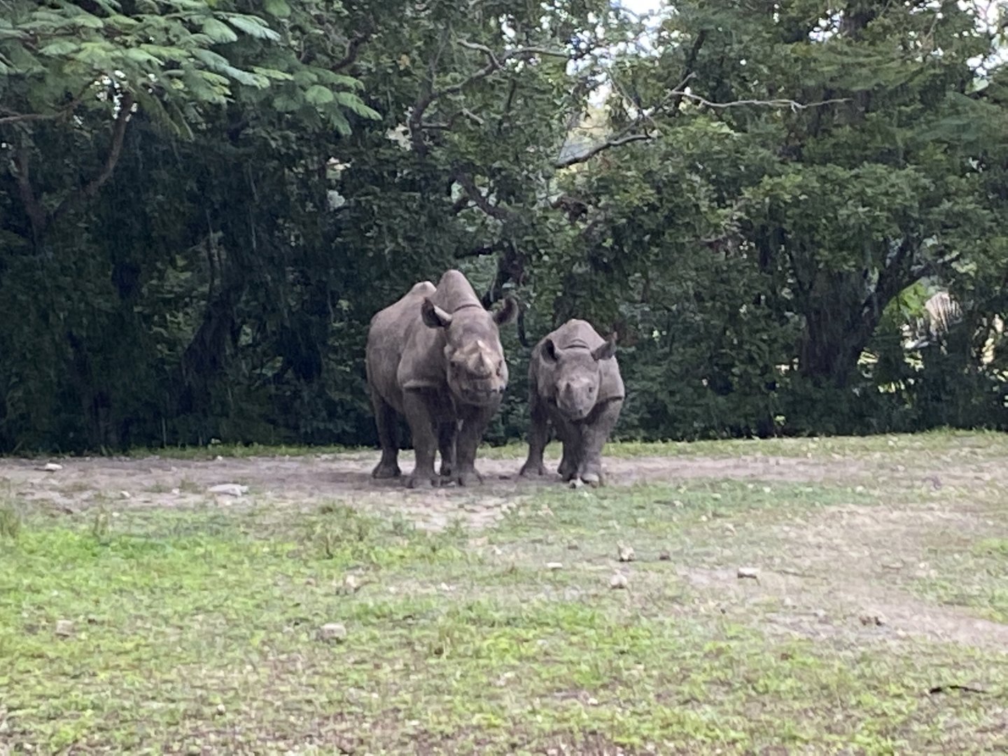 Black Rhinoceros Mother and Calf