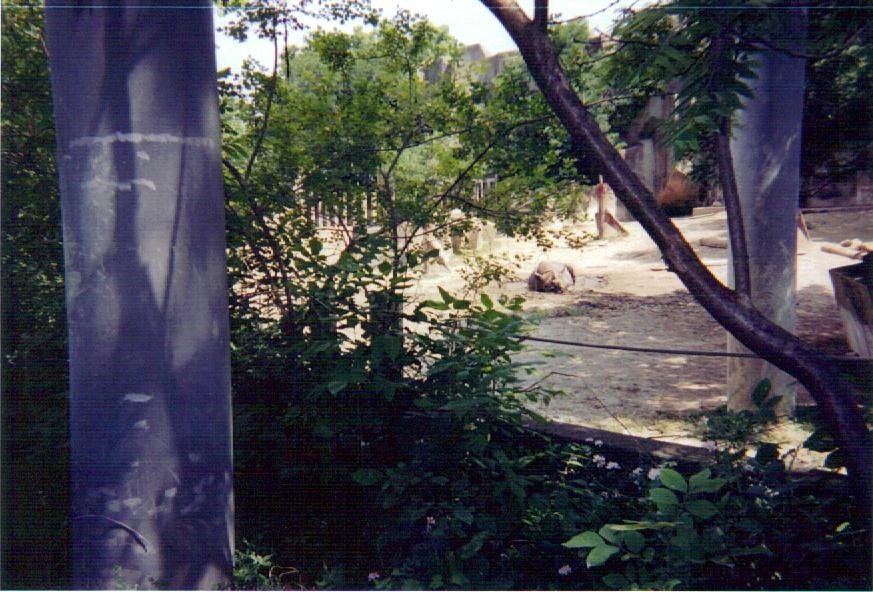 Black Rhinoceros Paddock - August 2003