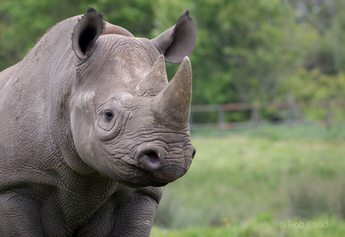 Black rhinoceros : Port Lympne : 05 May 2017