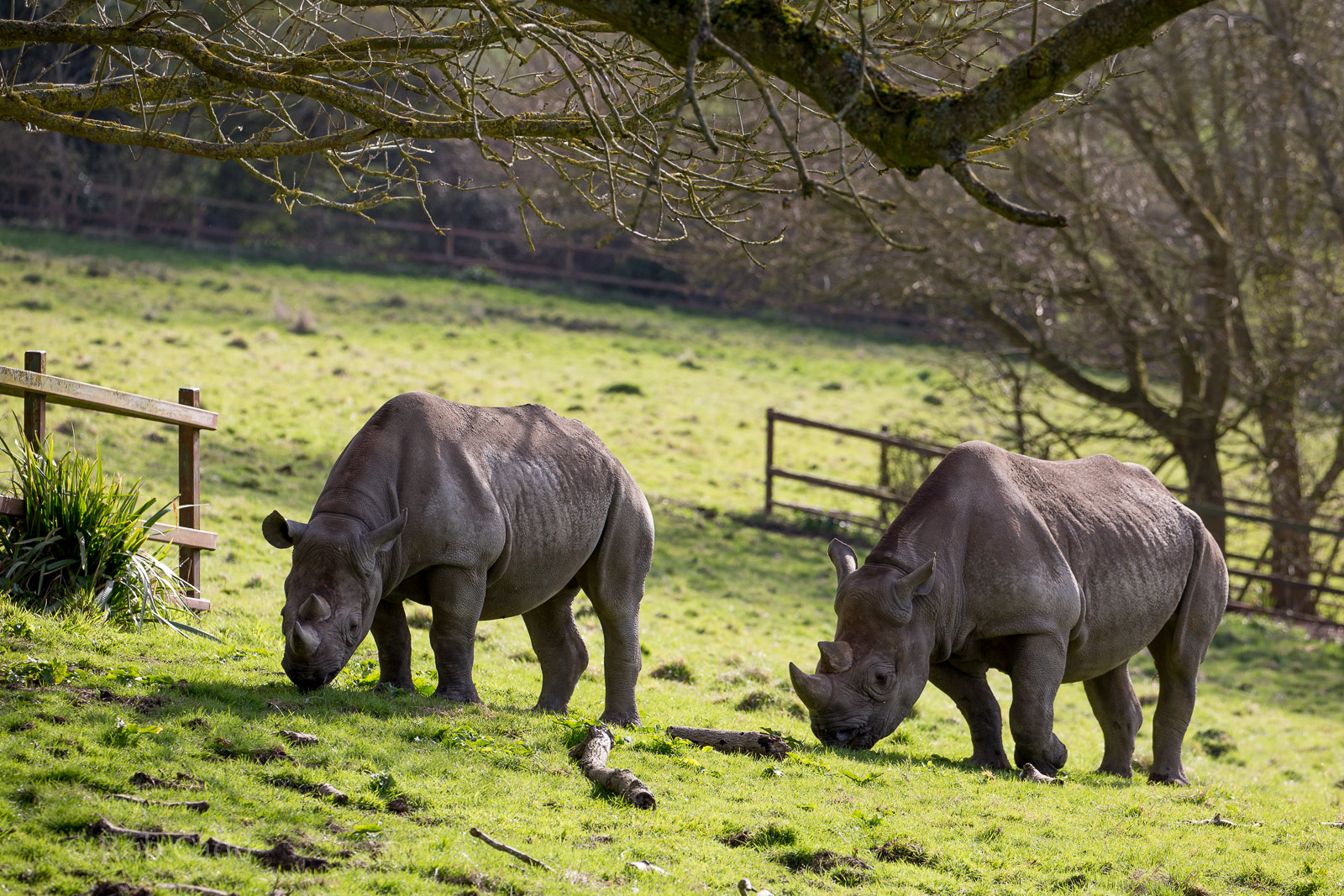 Black rhinoceros : Port Lympne : 30 Mar 2015
