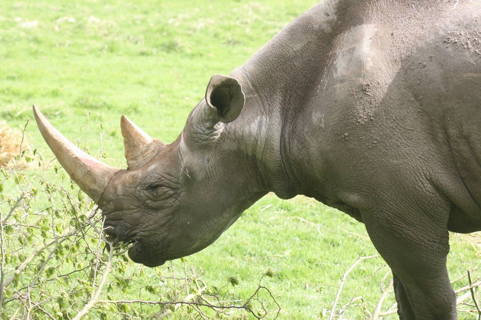 Black rhinoceros; Port Lympne; 4th May 2008