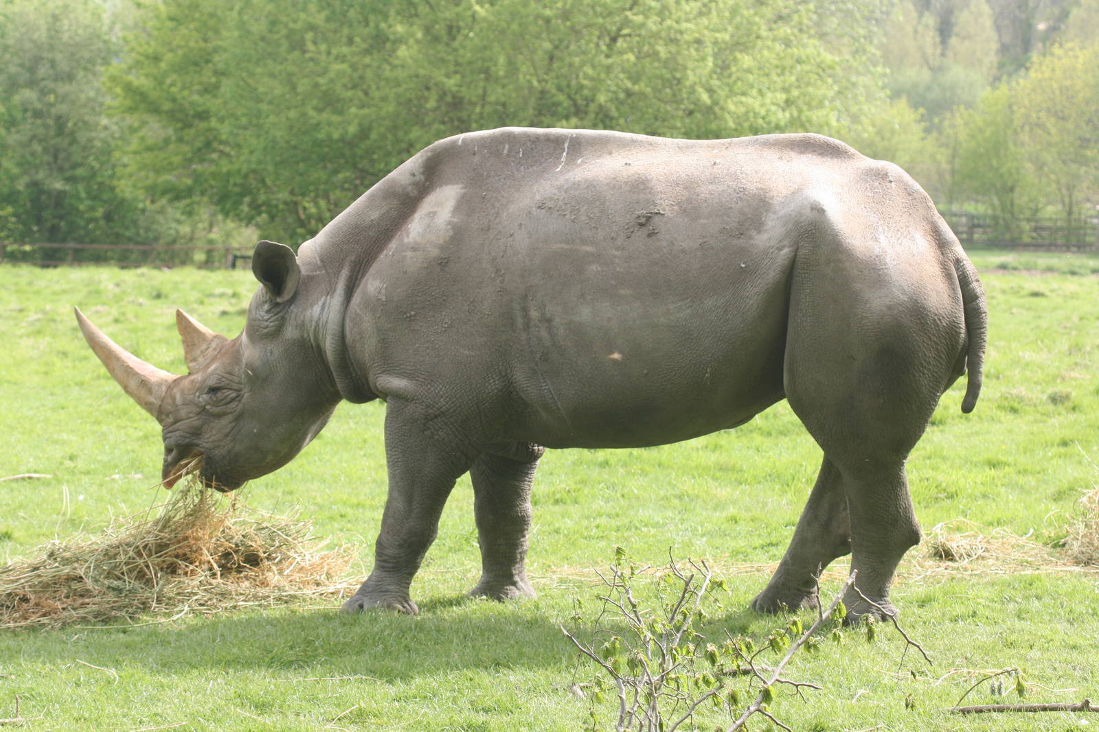 Black rhinoceros; Port Lympne; 4th May 2008