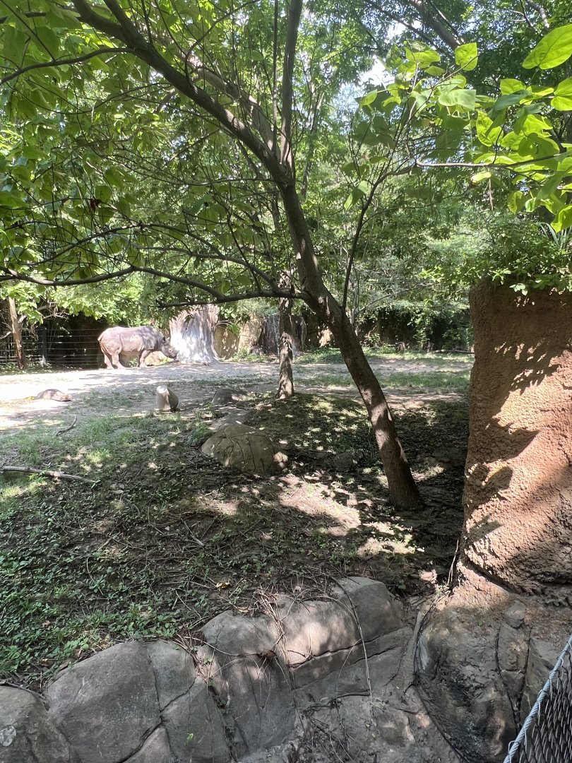 Black Rhinoceros/Sacred Ibis Exhibit