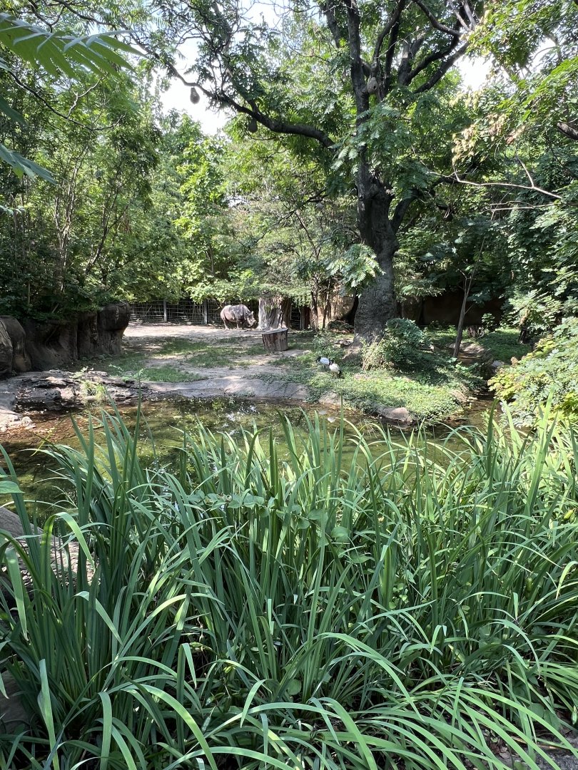 Black Rhinoceros/Sacred Ibis Exhibit