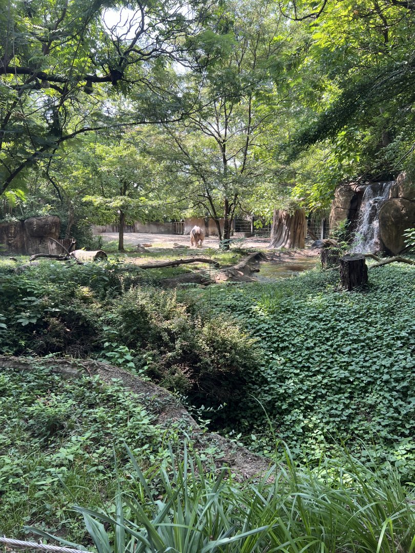 Black Rhinoceros/Sacred Ibis Exhibit
