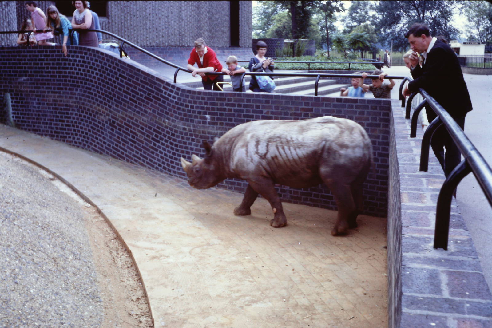 Black Rhinoceros, September 1967
