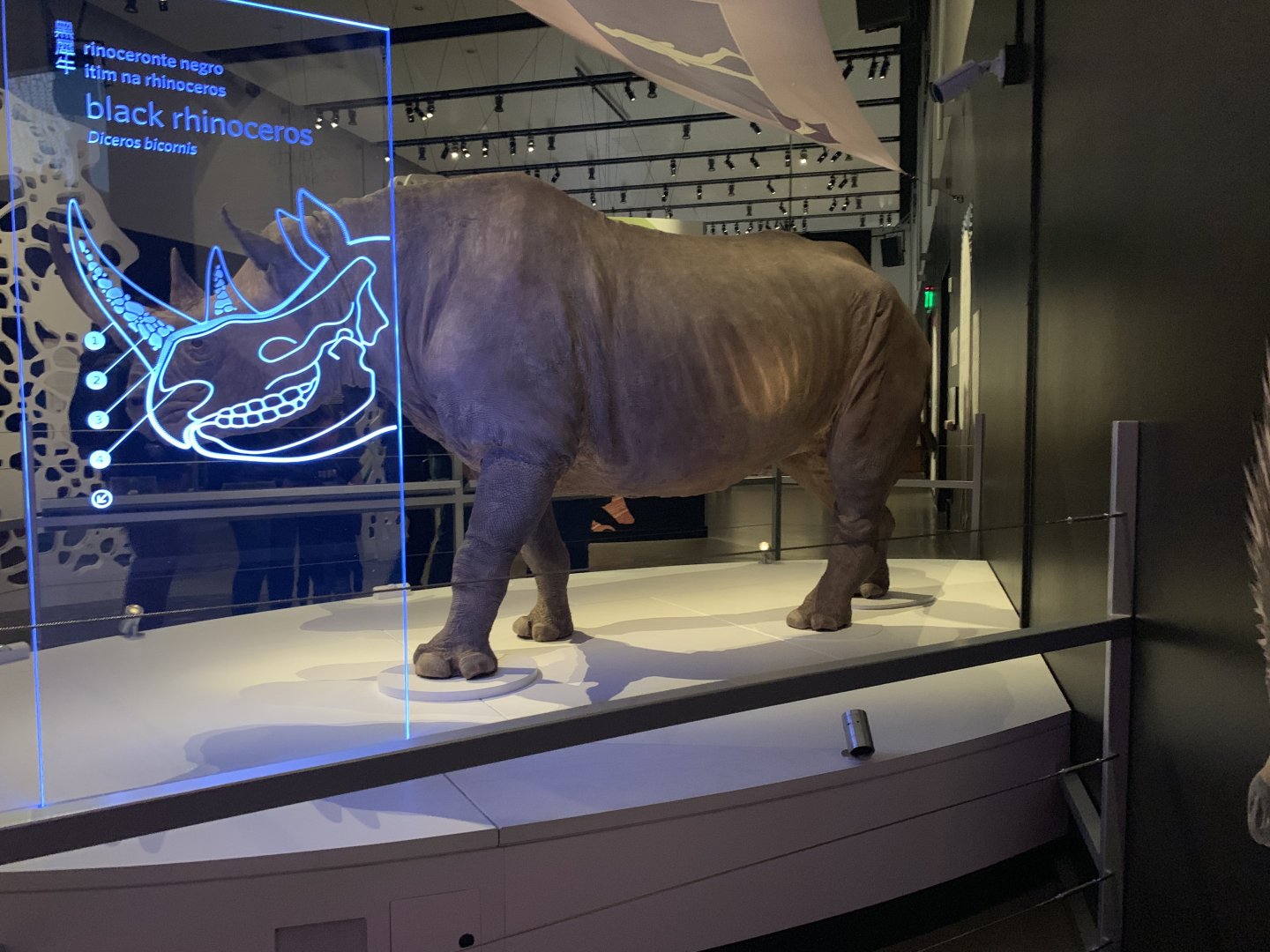 Black rhinoceros - Skin - Temporary exhibit