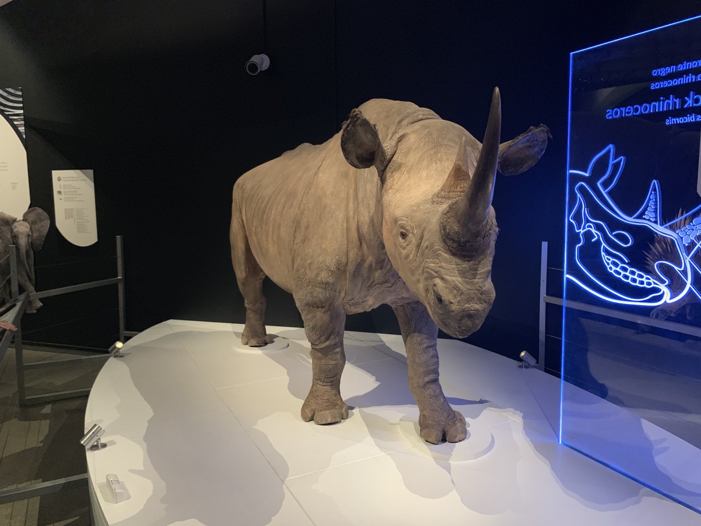 Black rhinoceros - Skin - Temporary exhibit