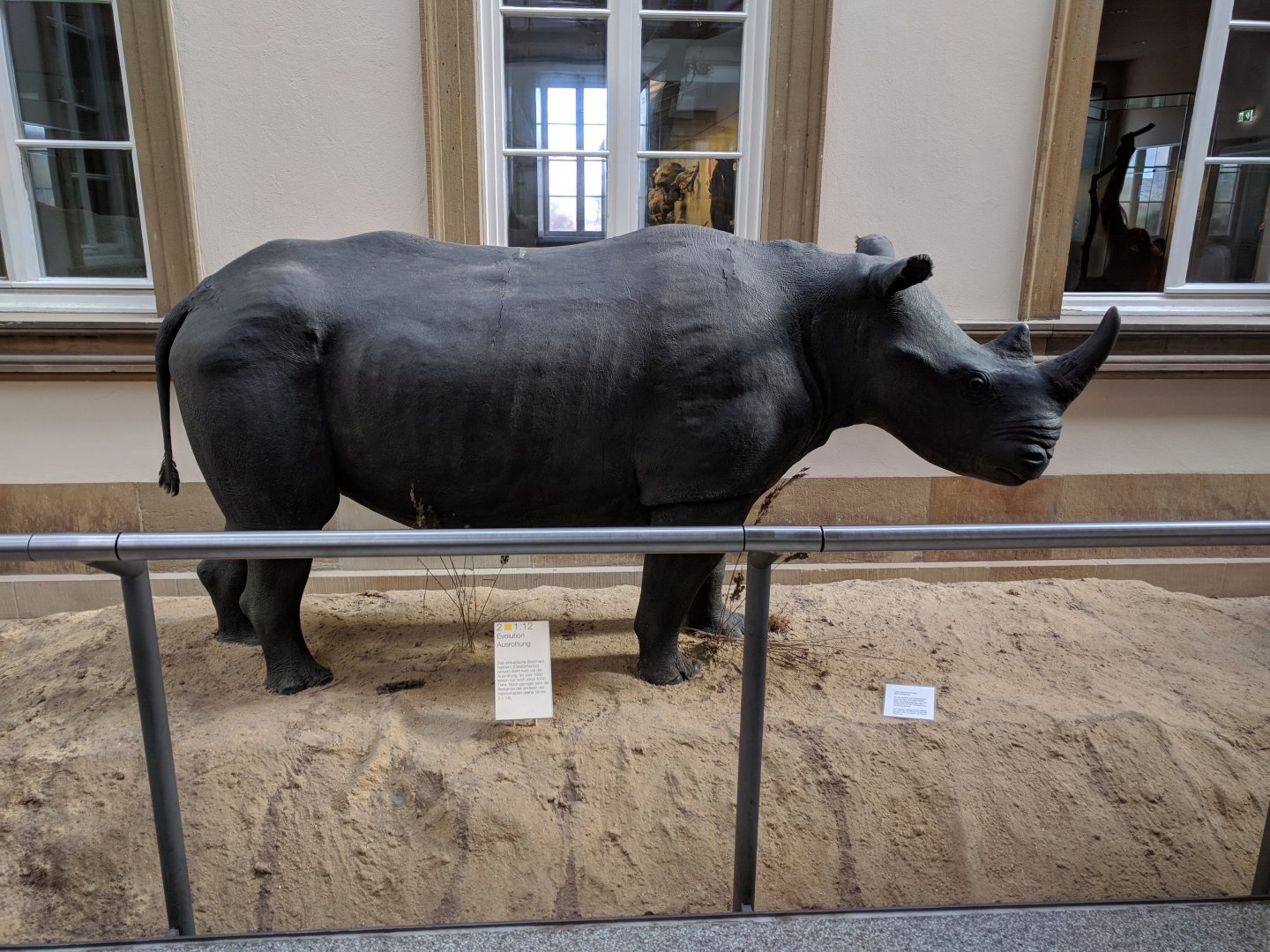 Black rhinoceros Stuttgart Natural History Museum 2019