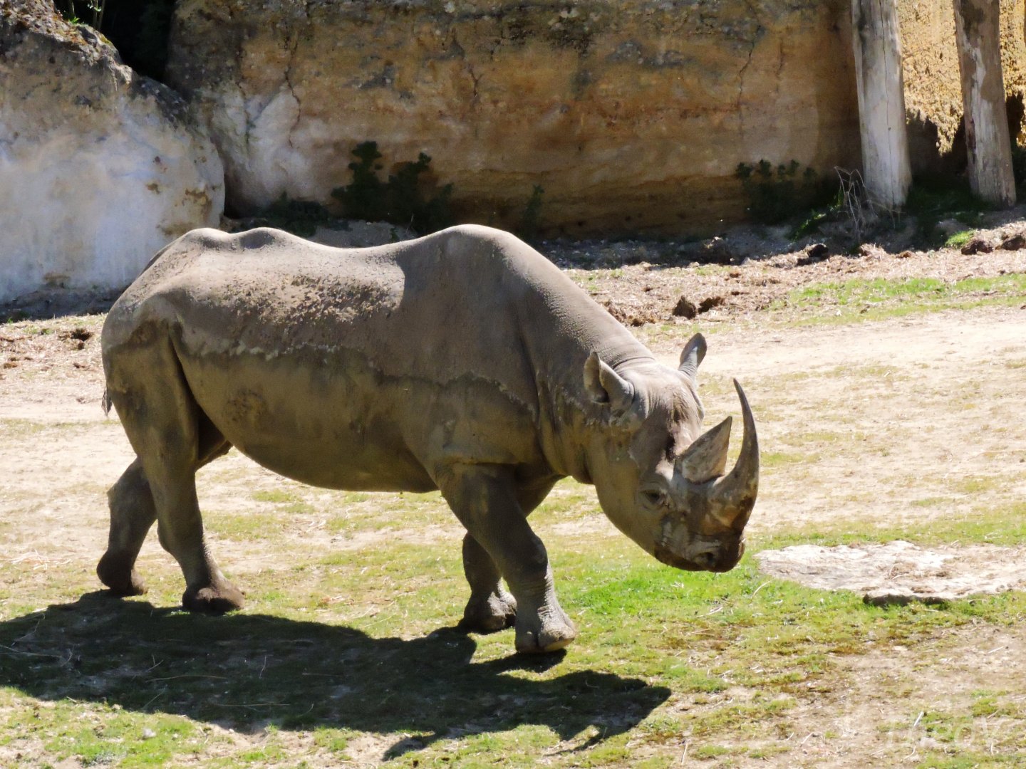 Black rhinoceros - Vallée des rhinocéros [2015]