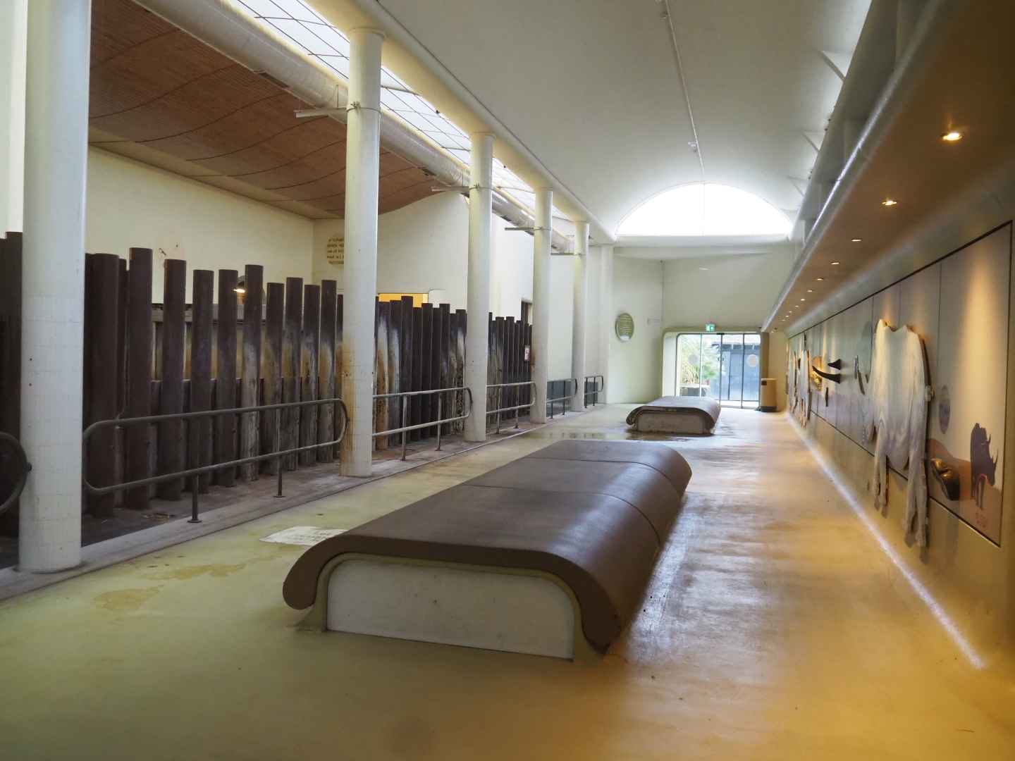 Black rhinoceros wing (Nov 10th, 2018)