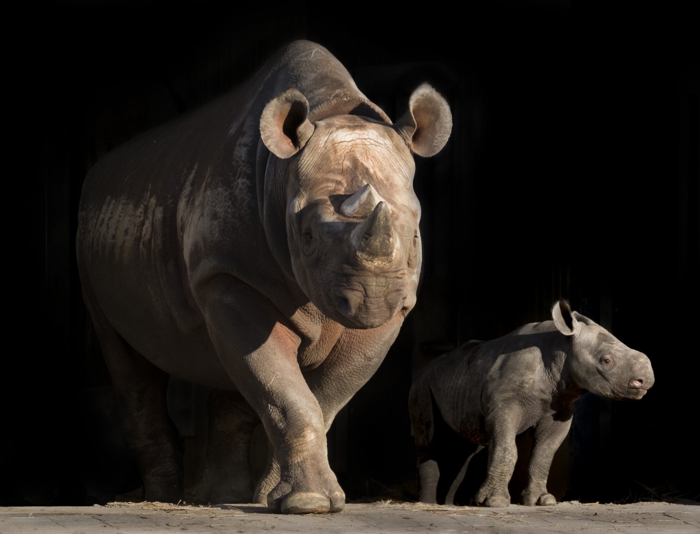 Black rhinoceros with baby