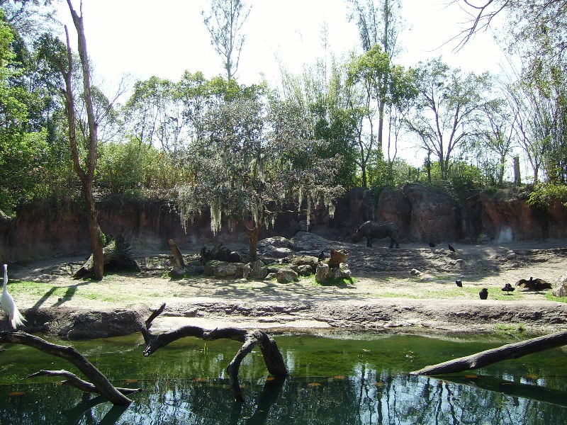 Black Rhinoceros Yard