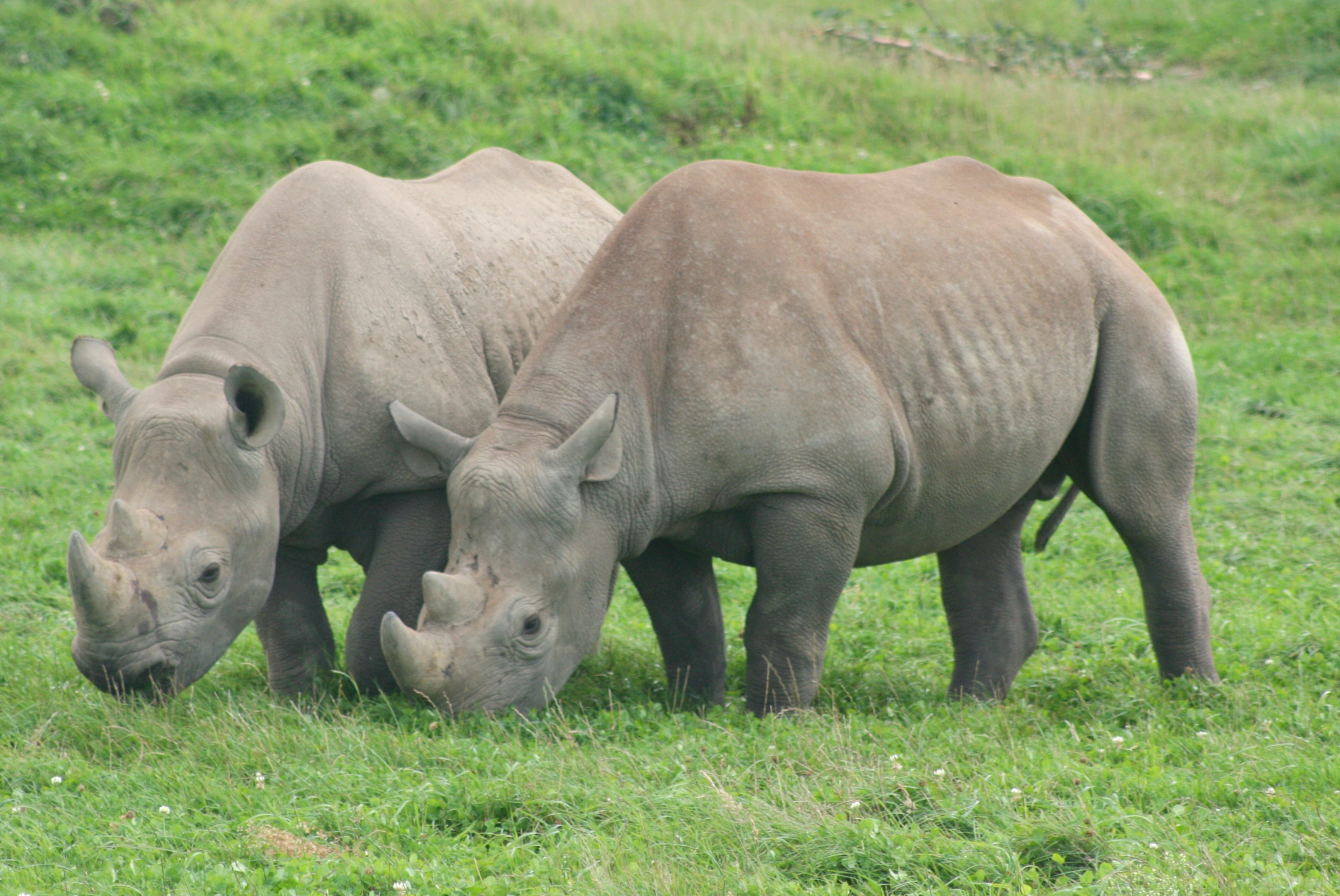 Black rhinoceros; Yorkshire Wildlife Park; 19th August 2017