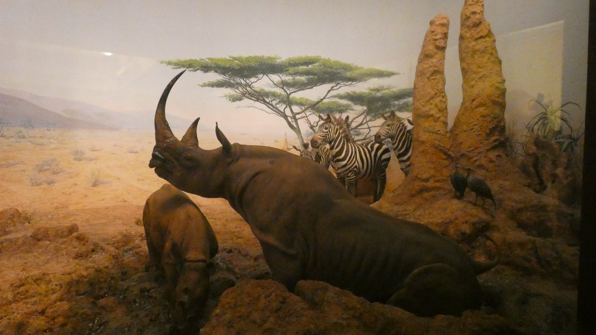 Black Rhinoceros & Zebras, Mammals of Africa - Feb. 2022