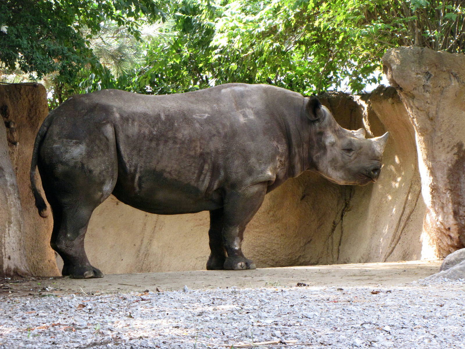 Black Rhinoceros